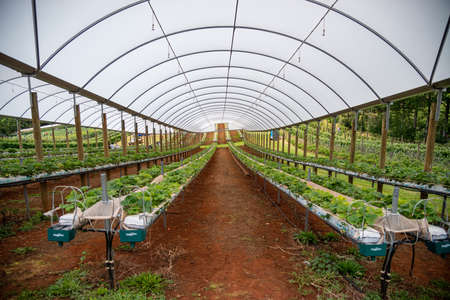 Strawberry Farm in South Australia