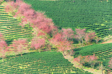 Cherry blossom and tea hill in Sapa, Vietnam. Sa Pa was a frontier township and capital of former Sa Pa District in Lao Cai Province in north-west Vietnamの写真素材