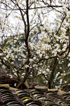 Peach Blossoms in spring in Vietnam, at Ha Giang