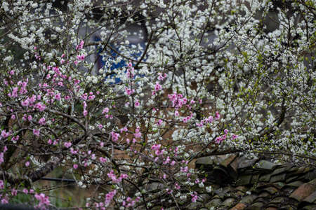 Peach Blossoms in spring in Vietnam, at Ha Giang