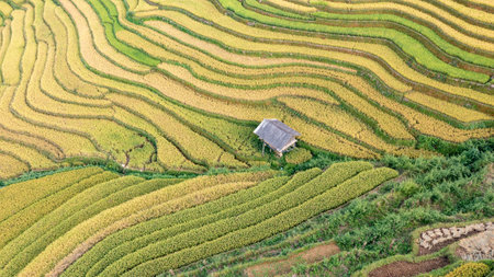 Rice fields on terraced of Mu Cang Chai, YenBai, Vietnam. Rice fields prepare the harvest at...