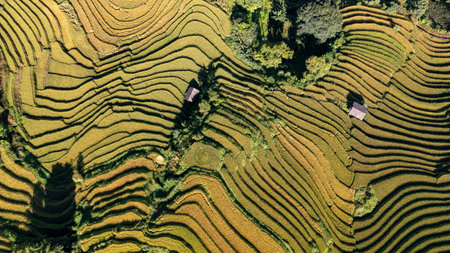 Rice fields on terraced of Mu Cang Chai, YenBai, Vietnam. Rice fields prepare the harvest at...