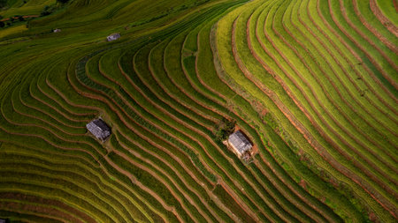 Rice fields on terraced of Mu Cang Chai, YenBai, Vietnam. Rice fields prepare the harvest at Northwest Vietnam.の写真素材