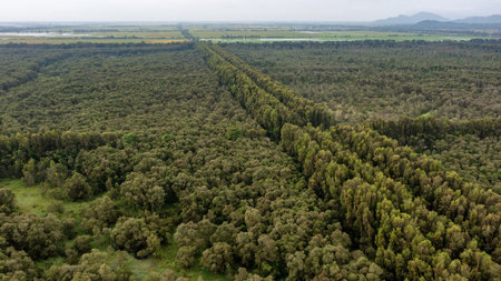 Tra Su forest - Melaleuca Cajuputi forest, a famous destination to travel in Mekong Delta Vietnamの写真素材