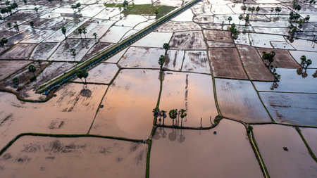 Beauty rice terrace with Sugar palms on sunset in Chau Doc, An Giang, Vietnam