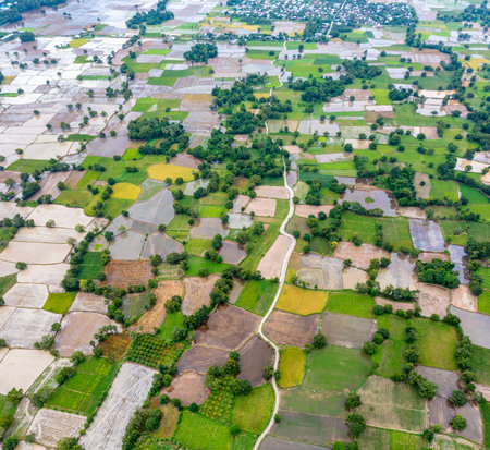 Ta Pa rice fields are beautiful in the morning, interspersed with beautiful and peaceful jaggery trees in the border delta of Vietnamの写真素材