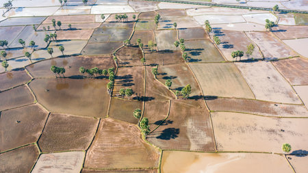 Beauty rice terrace with Sugar palms on sunset in Chau Doc, An Giang, Vietnamの写真素材