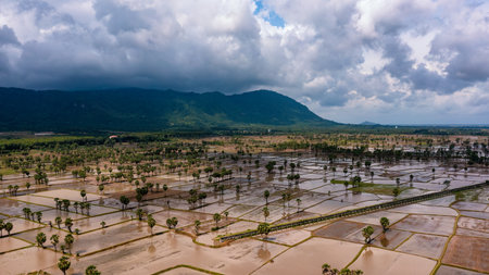 Beauty rice terrace with Sugar palms on sunset in Chau Doc, An Giang, Vietnam