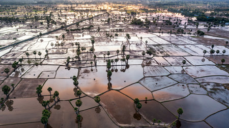 Beauty rice terrace with Sugar palms on sunset in Chau Doc, An Giang, Vietnamの写真素材