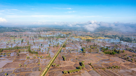Beauty rice terrace with Sugar palms on sunset in Chau Doc, An Giang, Vietnamの写真素材