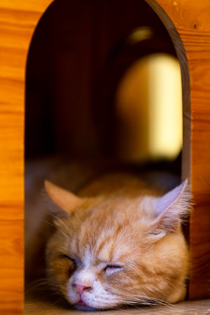 Sleeping ginger tomcat in his house - perfect dreamの写真素材