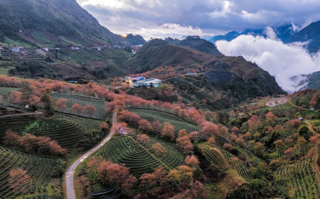 Cherry blossom and tea hill in Sapa, Vietnam. Sa Pa was a frontier township and capital of former Sa Pa District in Lao Cai Province in north-west Vietnamの写真素材