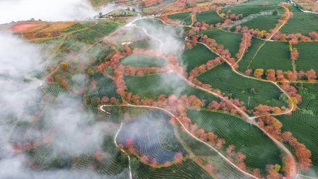 Cherry blossom and tea hill in Sapa, Vietnam. Sa Pa was a frontier township and capital of former Sa...