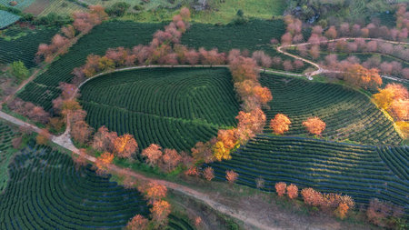 Cherry blossom and tea hill in Sapa, Vietnam. Sa Pa was a frontier township and capital of former Sa...