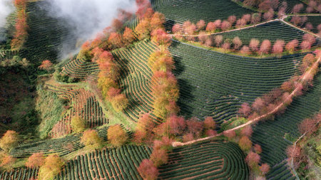 Cherry blossom and tea hill in Sapa, Vietnam. Sa Pa was a frontier township and capital of former Sa Pa District in Lao Cai Province in north-west Vietnamの写真素材