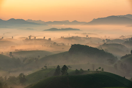 Sunrise on Long Coc tea hill with mist foggy, Phu Tho province, Vietnam.の写真素材