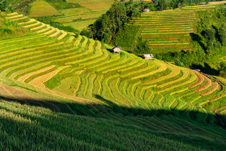 Rice fields on terraced of Mu Cang Chai, YenBai, Vietnam. Rice fields prepare the harvest at...