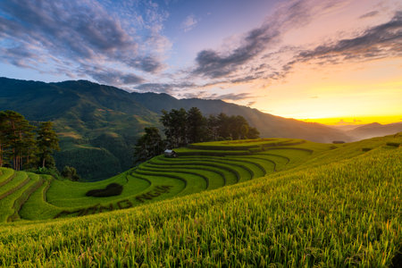 Rice fields on terraced of Mu Cang Chai, YenBai, Vietnam. Rice fields prepare the harvest at Northwest Vietnam.Vietnam landscapes.の写真素材