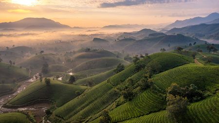 Aerial view of tea plantation and sunrise at Long Coc tea hill, Phu Tho province, Vietnam
