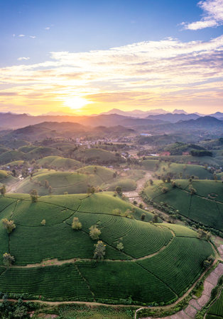 Aerial view of tea plantation and sunrise at Long Coc tea hill, Phu Tho province, Vietnam