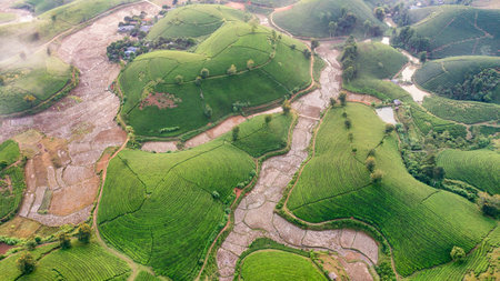 Aerial view of tea plantation and sunrise at Long Coc tea hill, Phu Tho province, Vietnamの写真素材