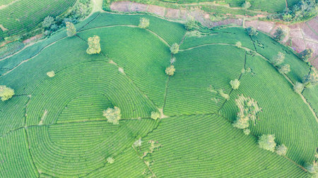 Aerial view of tea plantation and sunrise at Long Coc tea hill, Phu Tho province, Vietnam