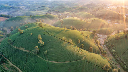 Aerial view of tea plantation and sunrise at Long Coc tea hill, Phu Tho province, Vietnamの写真素材