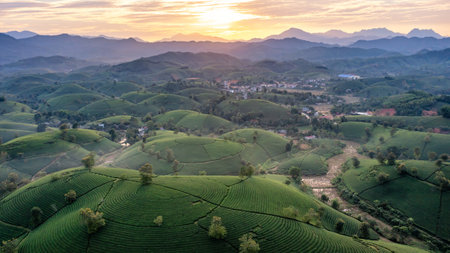 Aerial view of tea plantation and sunrise at Long Coc tea hill, Phu Tho province, Vietnam
