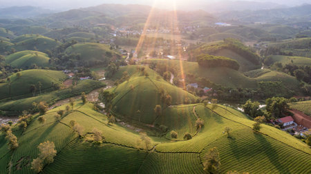 Aerial view of tea plantation and sunrise at Long Coc tea hill, Phu Tho province, Vietnamの写真素材