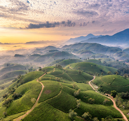 Aerial view of tea plantation and sunrise at Long Coc tea hill, Phu Tho province, Vietnam
