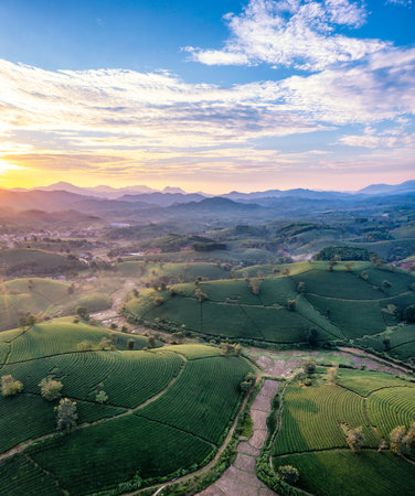 Aerial view of tea plantation and sunrise at Long Coc tea hill, Phu Tho province, Vietnamの写真素材