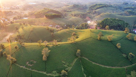 Aerial view of tea plantation and sunrise at Long Coc tea hill, Phu Tho province, Vietnamの写真素材