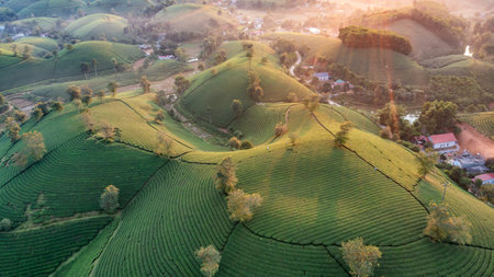 Aerial view of tea plantation and sunrise at Long Coc tea hill, Phu Tho province, Vietnamの写真素材