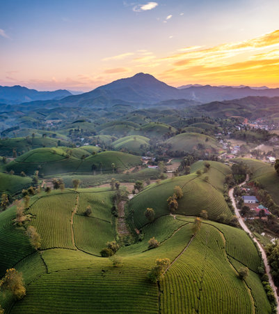 Aerial view of tea plantation and sunrise at Long Coc tea hill, Phu Tho province, Vietnamの写真素材