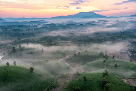 Aerial view of tea plantation and sunrise at Long Coc tea hill, Phu Tho province, Vietnamの写真素材