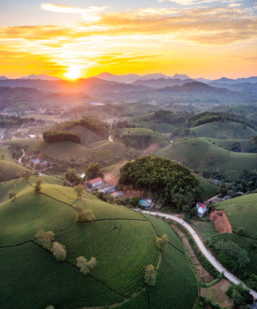 Aerial view of tea plantation and sunrise at Long Coc tea hill, Phu Tho province, Vietnamの写真素材