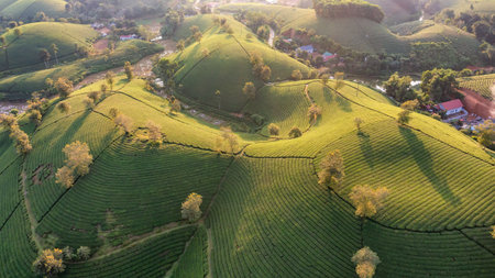 Aerial view of tea plantation and sunrise at Long Coc tea hill, Phu Tho province, Vietnamの写真素材