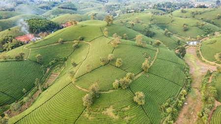 Aerial view of tea plantation and sunrise at Long Coc tea hill, Phu Tho province, Vietnamの写真素材