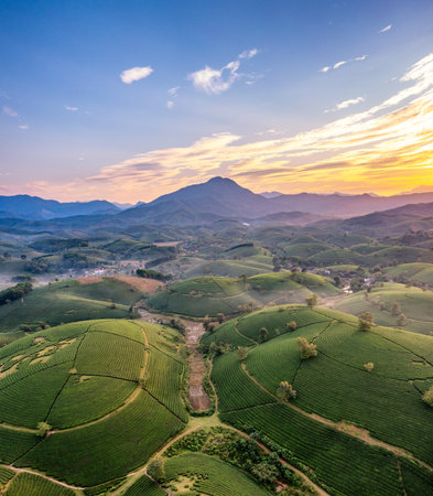 Aerial view of tea plantation and sunrise at Long Coc tea hill, Phu Tho province, Vietnamの写真素材