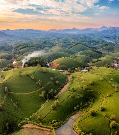 Aerial view of tea plantation and sunrise at Long Coc tea hill, Phu Tho province, Vietnam