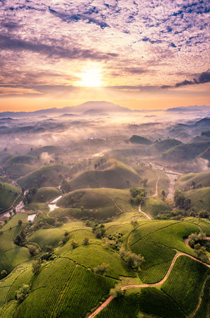 Aerial view of tea plantation and sunrise at Long Coc tea hill, Phu Tho province, Vietnamの写真素材