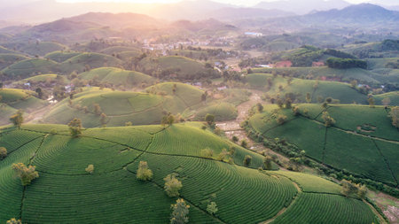 Aerial view of tea plantation and sunrise at Long Coc tea hill, Phu Tho province, Vietnamの写真素材