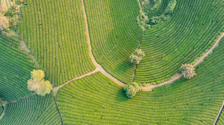 Aerial view of tea plantation and sunrise at Long Coc tea hill, Phu Tho province, Vietnamの写真素材
