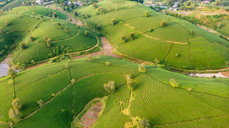 Aerial view of tea plantation and sunrise at Long Coc tea hill, Phu Tho province, Vietnam