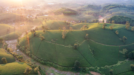 Aerial view of tea plantation and sunrise at Long Coc tea hill, Phu Tho province, Vietnamの写真素材