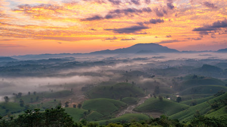 Aerial view of tea plantation and sunrise at Long Coc tea hill, Phu Tho province, Vietnam
