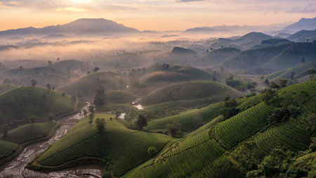 Aerial view of tea plantation and sunrise at Long Coc tea hill, Phu Tho province, Vietnamの写真素材