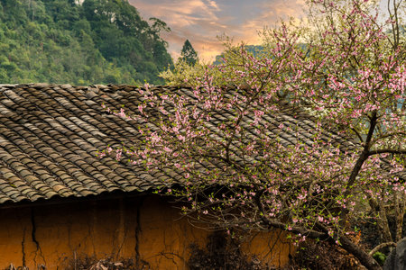 Spring and the peaceful life of the Hmong ethnic group in Ha Giang, Vietnamの写真素材