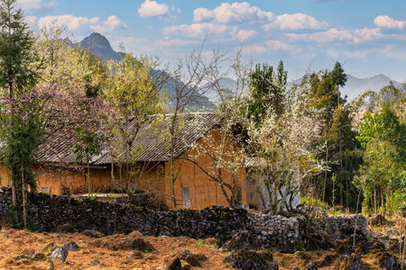 Spring and the peaceful life of the Hmong ethnic group in Ha Giang, Vietnamの写真素材