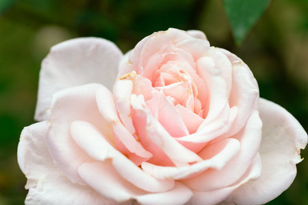 Beautiful rose on a green or black background. Close up.の写真素材